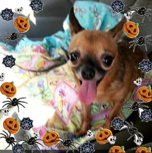 Meet your Posher, Gina